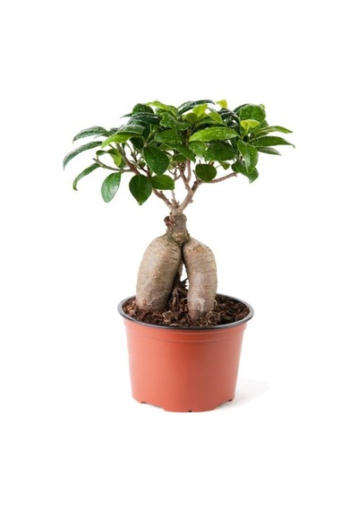 Videolu Bonsai Fidanı 1 Adet Saksılı 20-40 Cm Iç Mekan Salon Bitkisi Ficus Bonsai