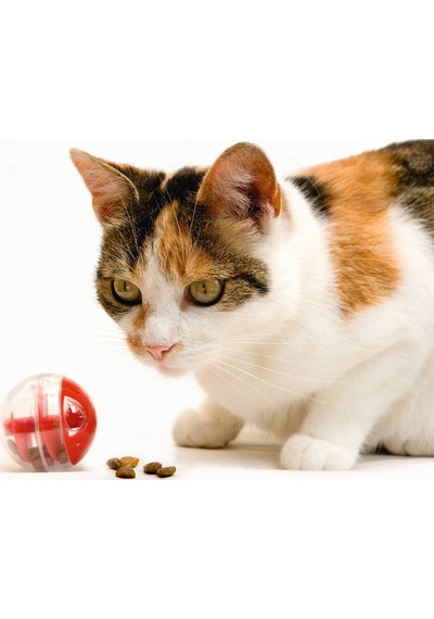 Hnrlıshp Beeztees Kedi Oyuncağı, Oyun Ve Ödül Topu, 5,5cm