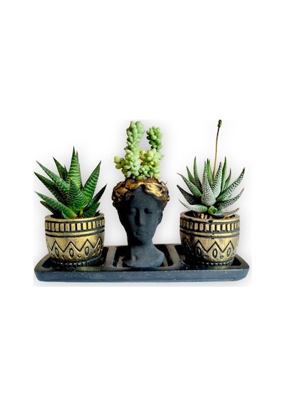 Haworthia 3'lü Sukulent Seti | Helen Siyah & Gold Seri