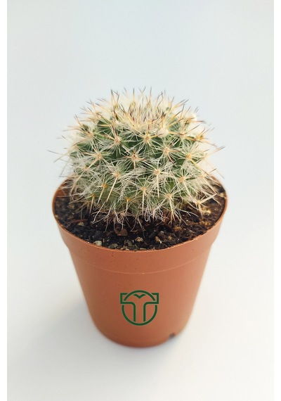 Mammillaria Hahniana Nadir Tür Kaktüs 5.5 Cm Saksida
