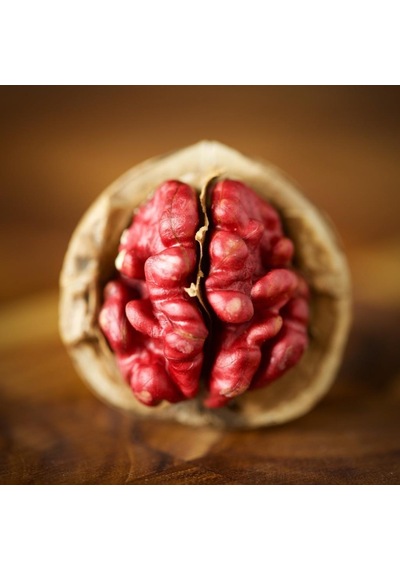 Tüplü Aşılı Özel Üretim Red Walnut Kırmızı Ceviz Fidanı