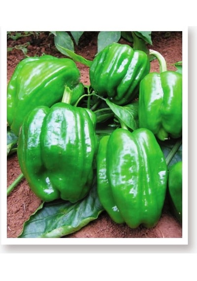 AGRodal Tarım Ata Tohumu Yöresel Doğal Dolma Biber Antep 1000 Ad