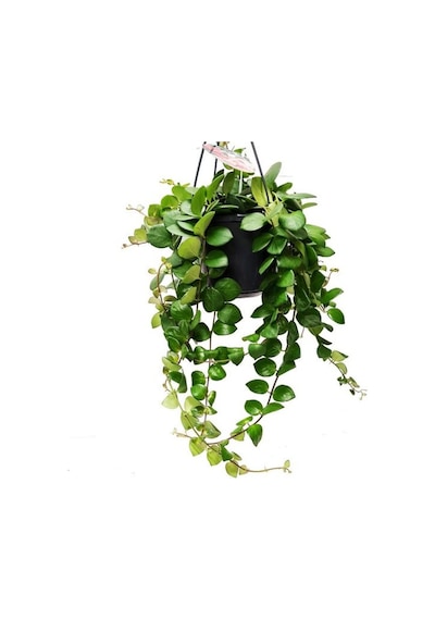 Ruj Çiçeği Aeschynanthus - Askılı Saksıda 5 Adet