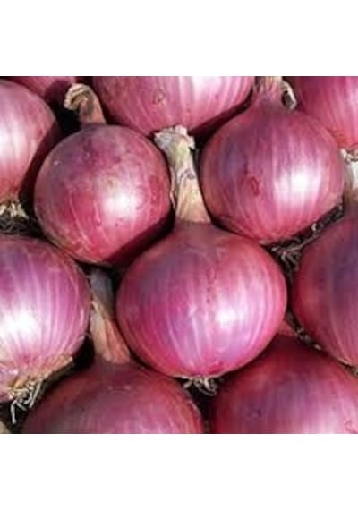 300 Adet Tohum Hobi Bahçe Kışlık Mor Soğan Tohum Yeni Has