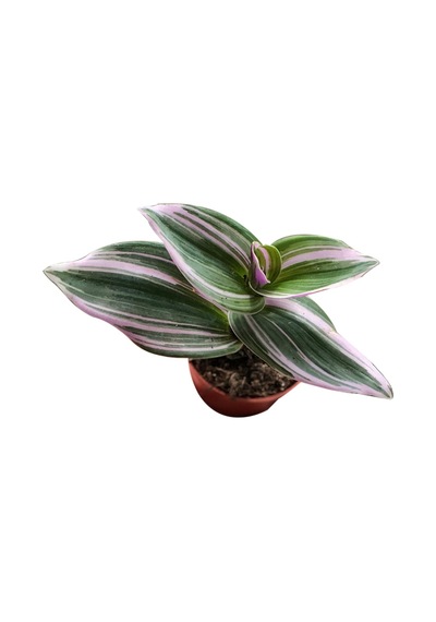 Tradescantia Zebrina Kaktüs Sukulent