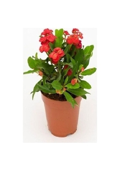 Kırmızı Euphorbia Milli Dikenler Tacı Fidanı 10-20 Cm