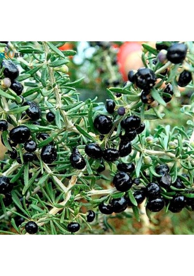 3 Adet Goji Berry Fidanı Siyah Meyve Tüplü 20 Cm 12 Ay Dikim