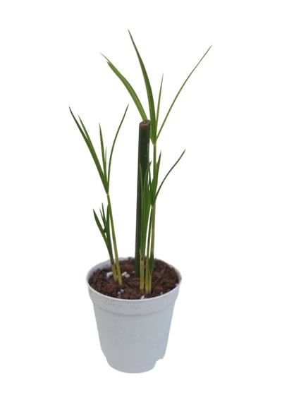 Mini Japon Şemsiyesi 5-10 Cm 1 Adet Saksılı Salon Bitkisi