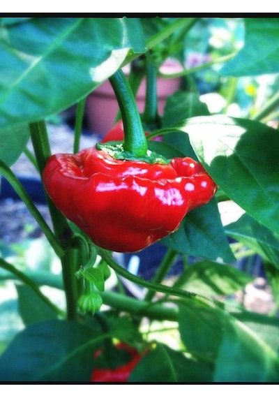Scotch Bonnet Jamaican Red Pepper 350.000 Scoville - Gerçek Taze Acı Biber