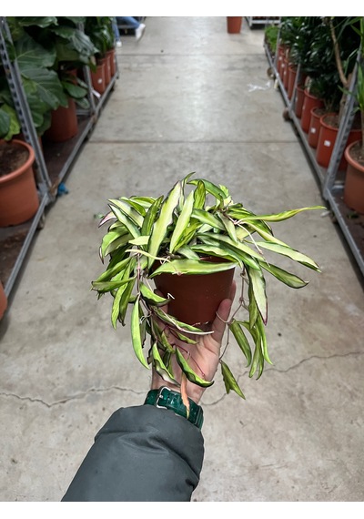 Hoya Wayetii 'tricolor' Mum Çiçeği