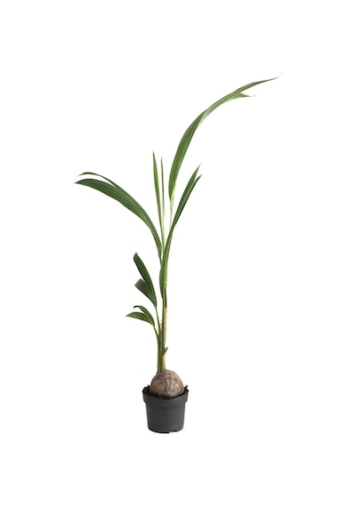 Cocos Nucifera (Hindistan Cevizi Palmiyesi)