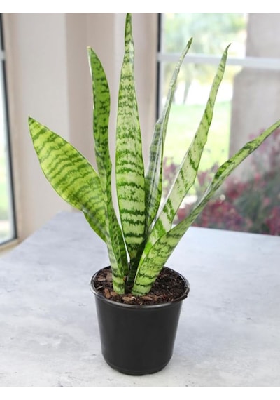 Yeşil Kılıç Bol Köklü 20-40cm Dolgun Bitki Ev, Ofis, Salon Kullanımı