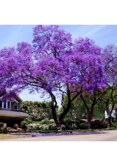 Dünyanın En Hızlı Büyüyen Tomentasa Paulownia Ağacı Tohumu 50Toh