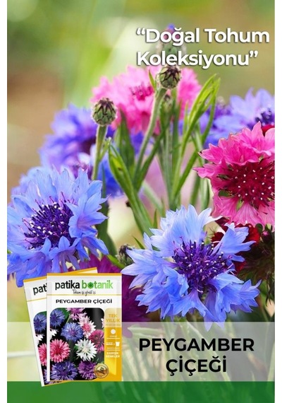 50 Adet Peygamber Çiçeği Tohumu (Centaurea)