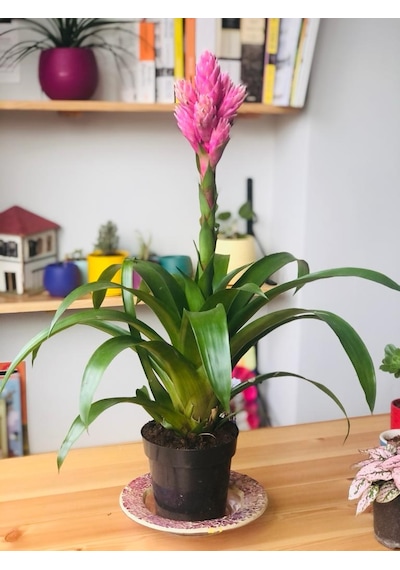 Vriesea Carinata Boyalı Toprak Saksı - Vrezya 5597