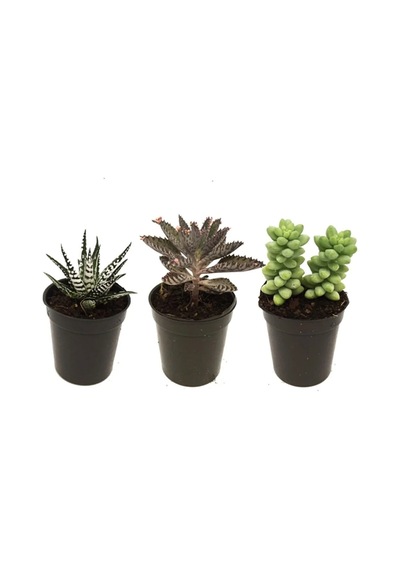 Sukulent Kaktüs Set 3 Adet Mini Saksılı 001