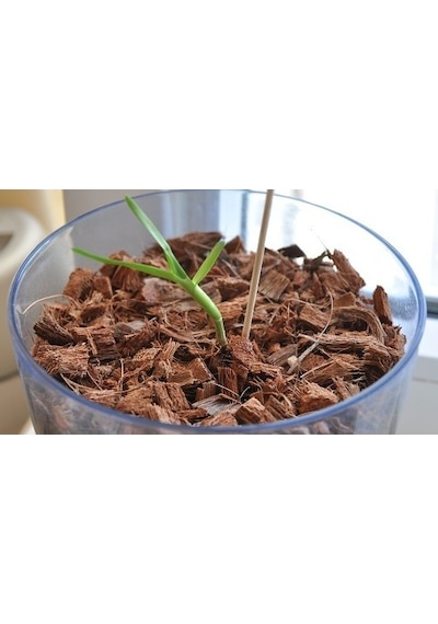 25 Adet Phalaenopsis Mavi Orkide Tohumu 10 Adet Gül Tohumu N111638