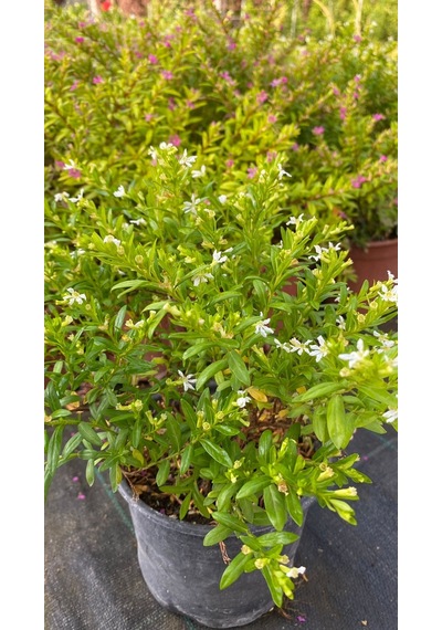 Serada Decor Plant Kufeya Cennet Çiçeği Beyaz - Cuphea Hyssopifolia 20-30cm Çiçekli Bodur Bitki