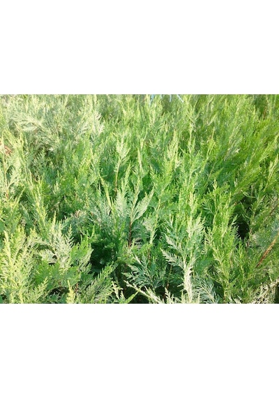 Leylandi Fidesi 'cupressocyparis Leylandii' Aşılı Çit Bitkisi 50'