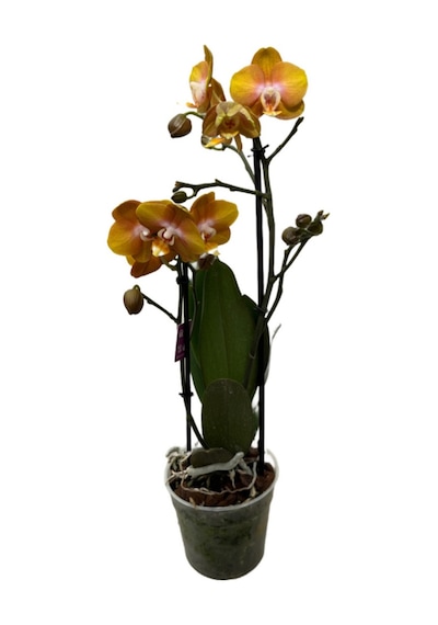 Phalaenopsis 'las Vegas' Sarı Orkide Ø12 Cm 45-50 Cm