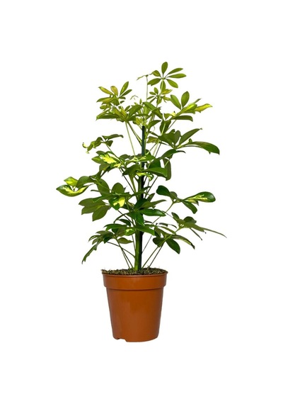 Şeflera 5 Parmak Bitkisi Schefflera Çiçeği Tek Gövdeli 50-70 Cm