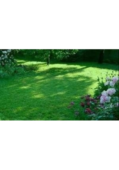 Ornamental Mix 6 Lı Karışım Çim Tohumu Genel