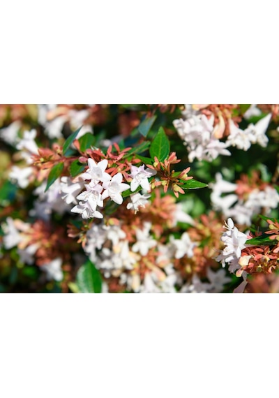 Saksıda Güzellik Çalısı Beyaz Çiçekli Abelya abelia