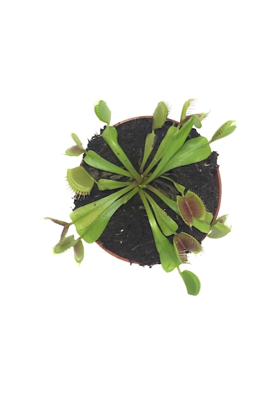 Dionaea Muscipula (Sinek Kapan Bitkisi) Ø8,5 CM Y0-10 CM