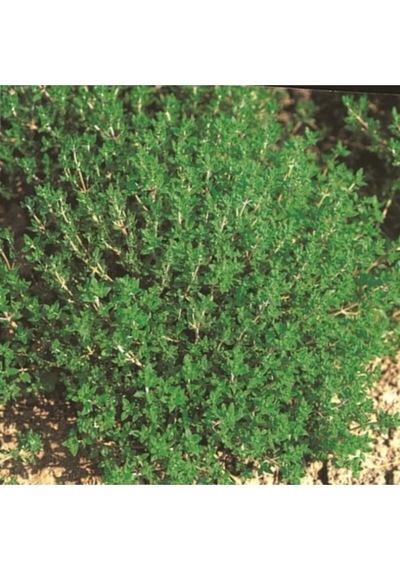 Serada Decor Plant Saksılı Kekik Fidanı Çiçeği 20 Cm -30 Cm