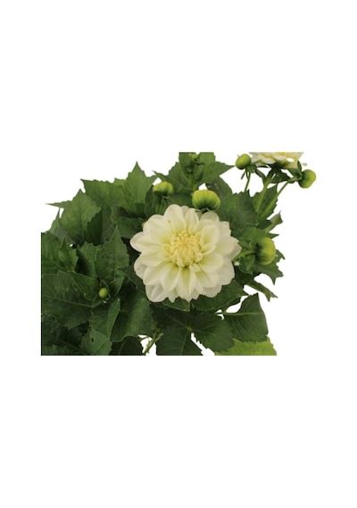 Dahlia - Yıldız Çiçeği - 25 40 Cm 1 Adet Saksılı Dış Mekan Bitkisi