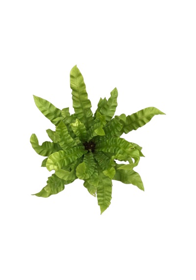 Asplenium Nidus 'Crispy Wave' Ø12 CM Y25-30 CM