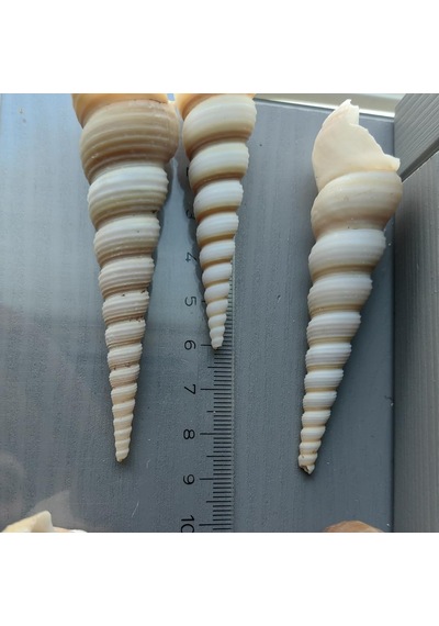 Tr Deniz Kabukları :krem Minare / 10 Adet / 5-10 Cm Diğer