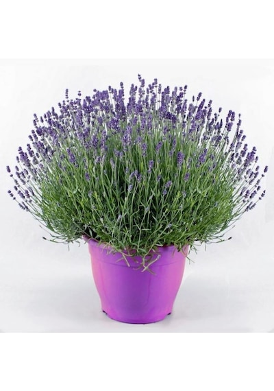 Lavanta – Lavandula Angustifolia