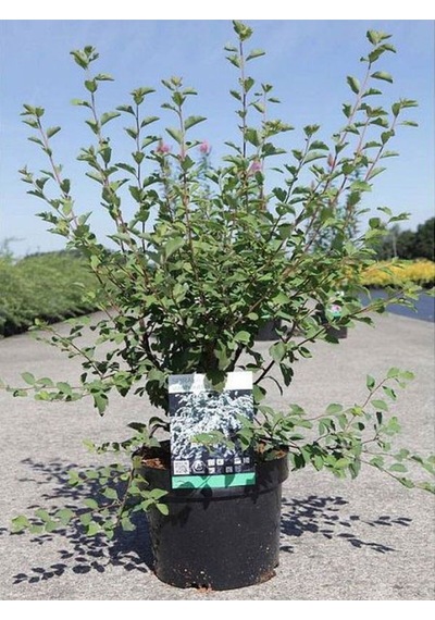 Videolu Beyaz Ispirya Çiçeği Fidan 3 Adet Saksılı/ Tüplü 50-70 Cm Bahçe Bitkisi Spirea