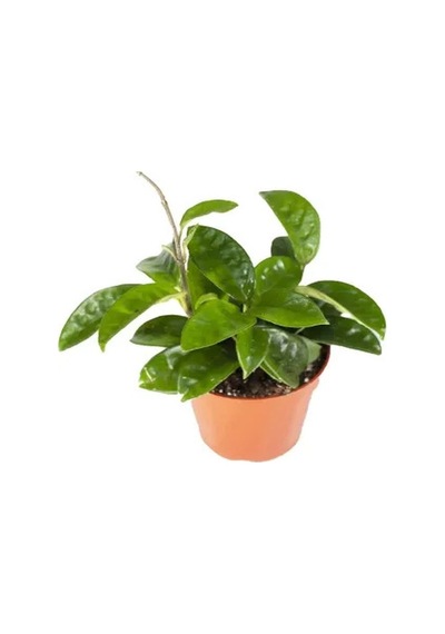 Serada Decor Plant Mum Çiçeği Kırmızı 20-25 Cm Ev Salon Bitkisi Hoya Carnosa İç Mekan Bitkisi