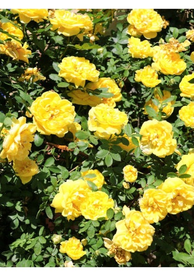 Yediveren Kokulu Açık Sarı 40 60 Cm Tüplü/ Saksılı Aşılı Gül Yellow Rose
