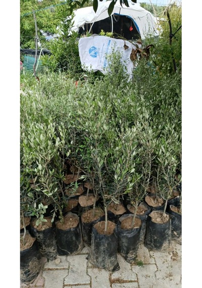 Tüplü Halhalı Zeytin Fidanı 5 Yaş