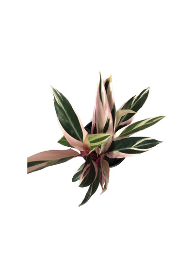 Calathea Triostar (Dua Çiçeği) Ø12 CM Y30-35 CM