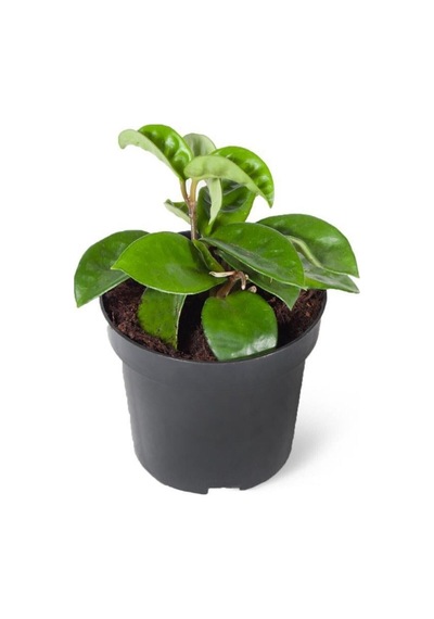 Hoya Mum Çiçeği Açık Pembe 15-20 Cm Mini