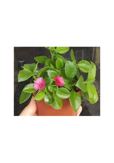 Buz Çiçeği Fidanı Aptenia Cordifolia 10-20 Cm