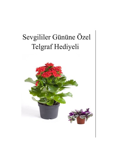 Kadınlar Gününe Özel Kırmızı Renk Kalanşo Çiçeği Telgraf Hediyeli