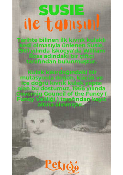 Petjoo 3.Susie Turuncu-Yeşil Qr'lı Kedi Künyesi