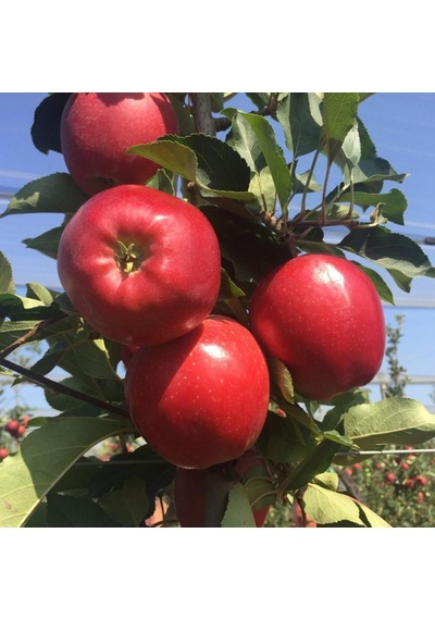 Tüplü Aşılı Özel Ürün Bol Verimli Yarı Bodur Red Jonaprince Elma