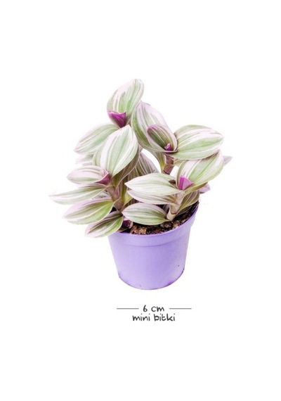 Tradescantia Nanouk & Zebrina Set 2 Adet Telgraf Çiçeği Fidanı