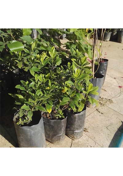 Gardenya Çiçeği  20-30 Cm. Gardenia Jasminoides