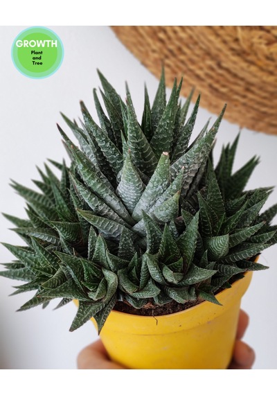 Haworthia Fasciata 1 Adet