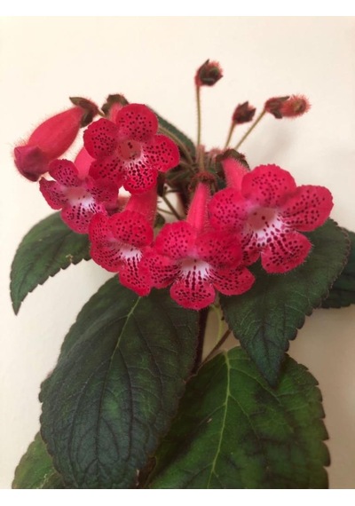 Özel Tür Ni's Kiira Kohleria Japon Küpelisi Çiçeği Fidesi Mini Pot