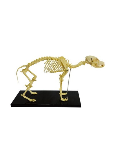 Köpek Iskelet Modeli N11.26820