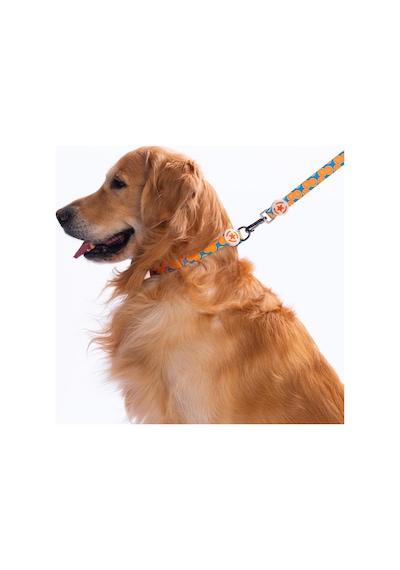 Citrus Narenciye Desenli Köpek Boyun Tasması Ayarlanabilir Köpek Tasması S Turkuaz