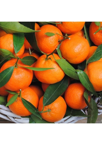 Tüplü Aşılı Çok Verimli Çekirdeksiz Okitsu Mandalina  Fidanı